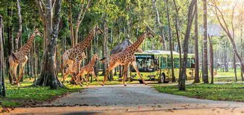 best zoos in asia|THE 10 BEST Zoos & Aquariums in Asia (Updated 2024) .